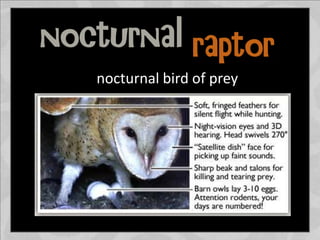 nocturnal bird of prey
 