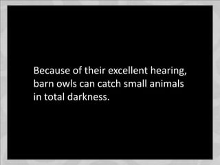 Because of their excellent hearing,
barn owls can catch small animals
in total darkness.
 