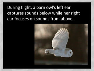 During flight, a barn owl’s left ear
captures sounds below while her right
ear focuses on sounds from above.
 