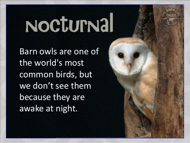 Barn Owls