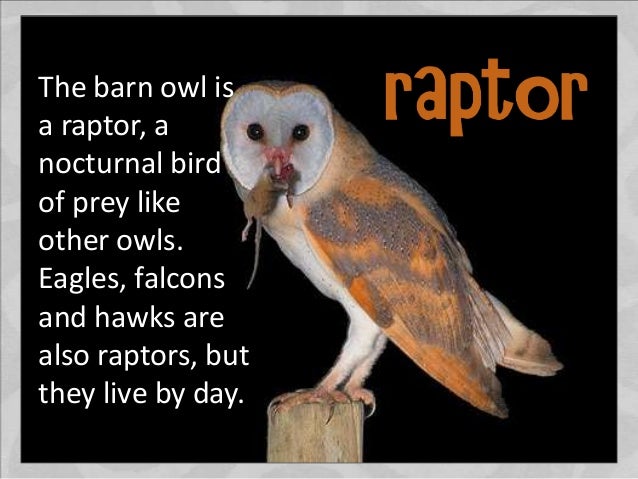 all about barn owls