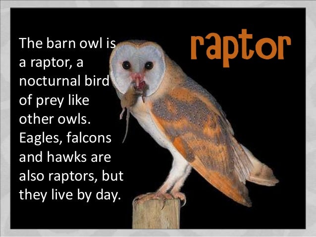 Barn Owls