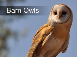 Barn Owls

 