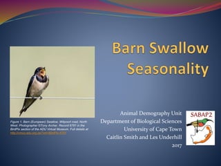 Animal Demography Unit
Department of Biological Sciences
University of Cape Town
Caitlin Smith and Les Underhill
2017
Figure 1. Barn (European) Swallow, Witpoort road, North
West. Photographer ©Tony Archer. Record 6781 in the
BirdPix section of the ADU Virtual Museum. Full details at
http://vmus.adu.org.za/?vm=BirdPix-6781
 