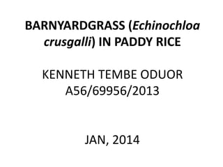 BARNYARDGRASS (Echinochloa
crusgalli) IN PADDY RICE
KENNETH TEMBE ODUOR
A56/69956/2013
JAN, 2014
 