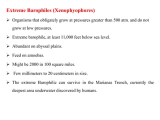 Extreme Barophiles (Xenophyophores)
 Organisms that obligately grow at pressures greater than 500 atm. and do not
grow at low pressures.
 Extreme barophile, at least 11,000 feet below sea level.
 Abundant on abyssal plains.
 Feed on amoebas.
 Might be 2000 in 100 square miles.
 Few millimeters to 20 centimeters in size.
 The extreme Barophilic can survive in the Marianas Trench, currently the
deepest area underwater discovered by humans.
 