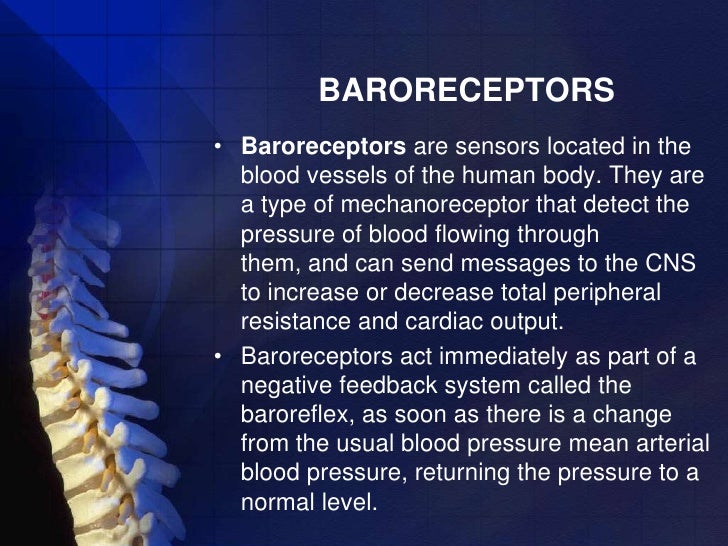 Baroreceptors And Negative Feedback Mechanism