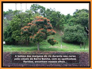 A beleza das margens do rio durante seu curso pela cidade de Barra Bonita, com as spathodeas floridas, encantam nossos olhos... 