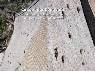 Ce sont des bouquetins ! Ils adorent manger la mousse et le tartre qu‘il y a sur le mur du barrage. 