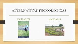 ALTERNATIVAS TECNOLÓGICAS
ENSILAGEM MANDALAS
 