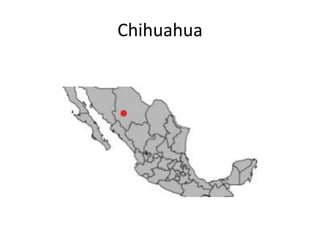 Chihuahua

 