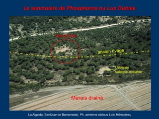 Le sanctuaire de Phosphoros ou Lux Dubiae
La Algaida (Sanlúcar de Barrameda). Ph. aérienne oblique Loïc Ménanteau
Usine de...