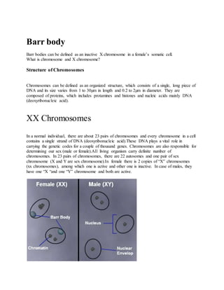 Barr body
Barr bodies can be defined as an inactive X chromosome in a female’s somatic cell.
What is chromosome and X chromosome?
Structure of Chromosomes
Chromosomes can be defined as an organized structure, which consists of a single, long piece of
DNA and its size varies from 1 to 30µm in length and 0.2 to 2µm in diameter. They are
composed of proteins, which includes protamines and histones and nucleic acids mainly DNA
(deoxyribonucleic acid).
XX Chromosomes
In a normal individual, there are about 23 pairs of chromosomes and every chromosome in a cell
contains a single strand of DNA (deoxyribonucleic acid).These DNA plays a vital role in
carrying the genetic codes for a couple of thousand genes. Chromosomes are also responsible for
determining our sex (male or female).All living organism carry definite number of
chromosomes. In 23 pairs of chromosomes, there are 22 autosomes and one pair of sex
chromosome (X and Y are sex chromosome).In female there is 2 copies of “X” chromosomes
(xx chromosomes), among which one is active and other one is inactive. In case of males, they
have one “X “and one “Y” chromosome and both are active.
 