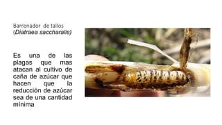 Barrenador de tallos
(Diatraea saccharalis)
Es una de las
plagas que mas
atacan al cultivo de
caña de azúcar que
hacen que la
reducción de azúcar
sea de una cantidad
mínima
 