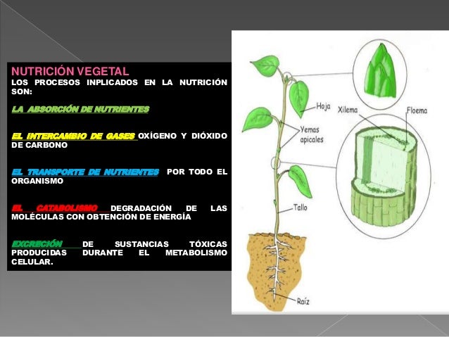 Las ideas acerca de alimentos acelerar metabolismo