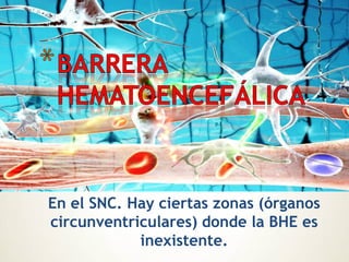 En el SNC. Hay ciertas zonas (órganos
circunventriculares) donde la BHE es
            inexistente.
 