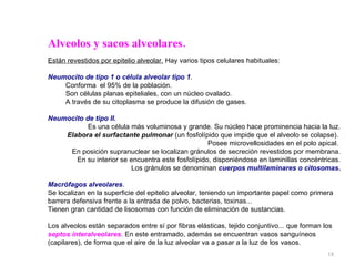Alveolos y sacos alveolares. Están revestidos por epitelio alveolar.  Hay varios tipos celulares habituales: Neumocito de tipo 1   o célula alveolar tipo 1 .  Conforma  el 95% de la población.  Son células planas epiteliales, con un núcleo ovalado.  A través de su citoplasma se produce la difusión de gases. Neumocito de tipo II.   Es una célula más voluminosa y grande. Su núcleo hace prominencia hacia la luz. Elabora el surfactante pulmonar  (un fosfolípido que impide que el alveolo se colapse).  Posee microvellosidades en el polo apical.  En posición supranuclear se localizan gránulos de secreción revestidos por membrana. En su interior se encuentra este fosfolípido, disponiéndose en laminillas concéntricas. Los gránulos se denominan   cuerpos multilaminares o citosomas . Macrófagos alveolares .  Se localizan en la superficie del epitelio alveolar, teniendo un importante papel como primera barrera defensiva frente a la entrada de polvo, bacterias, toxinas...  Tienen gran cantidad de lisosomas con función de eliminación de sustancias. Los alveolos están separados entre sí por fibras elásticas, tejido conjuntivo... que forman los  septos interalveolares . En este entramado, además se encuentran vasos sanguíneos (capilares), de forma que el aire de la luz alveolar va a pasar a la luz de los vasos.  