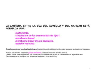 LA BARRERA  ENTRE  LA  LUZ  DEL  ALVEOLO  Y  DEL  CAPILAR  ESTÁ  FORMADA  POR: surfactante. citoplasma de los neumocitos de tipo1. membrana basal. membrana basal de los capilares. epitelio vascular . Entre la membrana basal del epitelio y  del capilar no existe tejido conjuntivo para favorecer la difusión de los gases. A veces los alveolos presentan  poros alveolares  para comunicar los alveolos entre sí.  De esta forma, si se colapsa una vía, existe una vía colateral que facilita en cierta medida la llegada del aire.  Esto representa un problema por el paso de bacterias a otros territorios. 