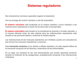 Dos mecanismos nerviosos separados regulan la respiración.  Uno se encarga  del control voluntario y  otro del automático.  El sistema voluntario  está localizado en la corteza cerebral y envía impulsos a las motoneuronas respiratorias a través de los fascículos corticospinales.  El sistema automático  está situado en la protuberancia (puente) y el bulbo raquídeo, y el impulso eferente motor de este sistema para las motoneuronas respiratorias está situado en las porciones lateral y ventral de la médula espinal. Las motoneuronas de los músculos espiratorios son inhibidas cuando son activadas las que inervan los músculos inspiratorios y viceversa.  Esta  inervación recíproca  no es debida a reflejos espirales y en este aspecto difiere de la inervación recíproca de los flexores y extensores de las extremidades.  En su lugar, los impulsos en las vías descendentes que excitan agonistas producen también la inhibición de los antagonistas, probablemente excitando a las interneuronas inhibidoras   Sistemas reguladores 