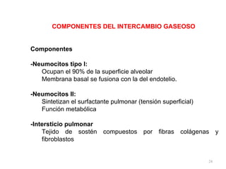 COMPONENTES DEL INTERCAMBIO GASEOSO  Componentes   -Neumocitos tipo I: Ocupan el 90% de la superficie alveolar  Membrana basal se fusiona con la del endotelio.  -Neumocitos II:  Sintetizan el surfactante pulmonar (tensión superficial)  Función metabólica  -Intersticio pulmonar  Tejido de sostén compuestos por fibras colágenas y fibroblastos  
