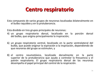 Centro respiratorio Esta compuesto de varios grupos de neuronas localizadas bilateralmente en el bulbo raquídeo y en la protuberancia.  Esta dividido en tres grupos principales de neuronas:  un grupo respiratorio dorsal, localizado en la porción dorsal del bulbo, que origina principalmente la inspiración;  un grupo respiratorio ventral, localizado en la parte ventrolateral del bulbo, que puede originar la espiración o la inspiración, dependiendo de que neuronas del grupo se estimulen, y  el centro neumotóxico, localizado dorsalmente en la parte superior de la protuberancia que ayuda a controlar la frecuencia y el patrón respiratorio. El grupo respiratorio dorsal de las neuronas desempeña el papel principal del control de la respiración. 