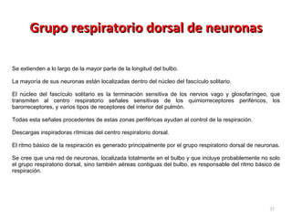Grupo respiratorio dorsal de neuronas Se extienden a lo largo de la mayor parte de la longitud del bulbo.  La mayoría de sus neuronas están localizadas dentro del núcleo del fascículo solitario.  El núcleo del fascículo solitario es la terminación sensitiva de los nervios vago y glosofaríngeo, que transmiten al centro respiratorio señales sensitivas de los quimiorreceptores periféricos, los barorreceptores, y varios tipos de receptores del interior del pulmón.  Todas esta señales procedentes de estas zonas periféricas ayudan al control de la respiración. Descargas inspiradoras rítmicas del centro respiratorio dorsal.  El ritmo básico de la respiración es generado principalmente por el grupo respiratorio dorsal de neuronas.  Se cree que una red de neuronas, localizada totalmente en el bulbo y que incluye probablemente no solo el grupo respiratorio dorsal, sino también aéreas contiguas del bulbo, es responsable del ritmo básico de respiración. 