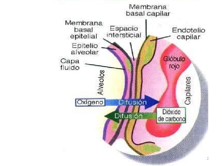 Biofísica Impactante: UNIDAD 2