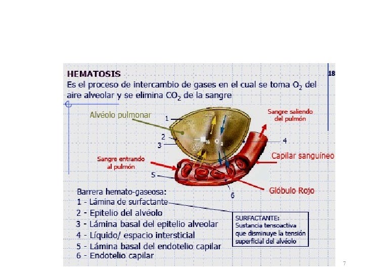 Histología Barrera AlvéoloCapilar