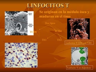 LINFOCITOS T Linfocitos T CD4 con VIH Linfocito T en diapédesis Se originan en la médula ósea y maduran en el timo Dos tipos TCD4 TCD8 TH2 TH1 