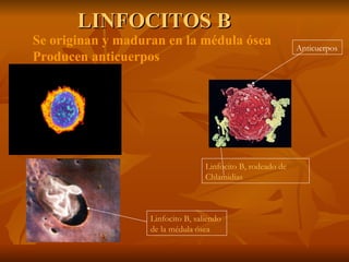 LINFOCITOS B Linfocito B, rodeado de Chlamidias  Anticuerpos Linfocito B, saliendo de la médula ósea Se originan y maduran en la médula ósea Producen anticuerpos 