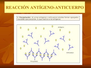 REACCIÓN ANTÍGENO-ANTICUERPO 