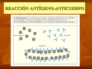 REACCIÓN ANTÍGENO-ANTICUERPO 