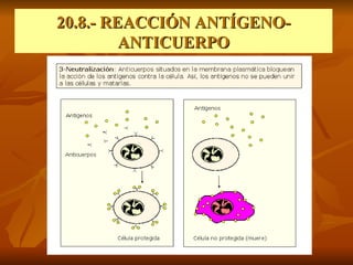 20.8.- REACCIÓN ANTÍGENO-ANTICUERPO 
