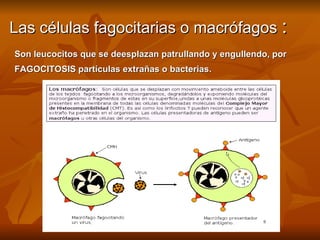 Las células fagocitarias o macrófagos  : Son leucocitos que se deesplazan patrullando y engullendo, por  FAGOCITOSIS partículas extrañas o bacterias. 
