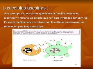 Las células asesinas  : Son otro tipo de Leucocitos que tienen la función de buscar, reconocer y matar a las células que han sido invadidas por un virus. En cierta medida hacen lo mismo con las células cancerosas, las reconocen para luego atacarlas. 