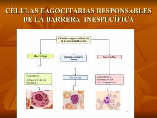 CÉLULAS FAGOCITARIAS RESPONSABLES DE LA BARRERA  INESPECÍFICA 