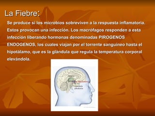 La Fiebre : Se produce si los microbios sobreviven a la respuesta inflamatoria.  Estos provocan una infección. Los macrófagos responden a esta  infección liberando hormonas denominadas PIROGENOS  ENDOGENOS, los cuales viajan por el torrente sanguíneo hasta el  hipotálamo, que es la glándula que regula la temperatura corporal  elevándola.  