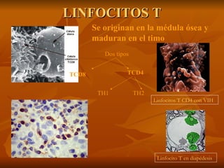 LINFOCITOS T Linfocitos T CD4 con VIH Linfocito T en diapédesis Se originan en la médula ósea y maduran en el timo Dos tip...