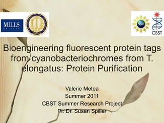 Bioengineering fluorescent protein tags from cyanobacteriochromes from T. elongatus: Protein Purification Valerie Metea Summer 2011 CBST Summer Research Project PI: Dr. Susan Spiller 