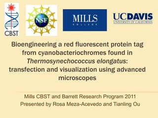 Bioengineering a red fluorescent protein tag from cyanobacteriochromes found in Thermosynechococcus elongatus: transfection and visualization using advanced microscopes Mills CBST and Barrett Research Program 2011 Presented by Rosa Meza-Acevedo and Tianling Ou 