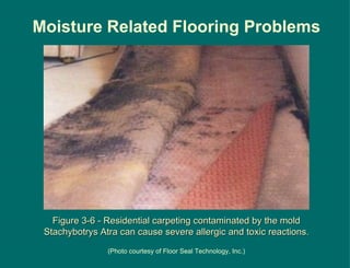 Figure 3-6 - Residential carpeting contaminated by the mold Stachybotrys Atra can cause severe allergic and toxic reactions. (Photo courtesy of Floor Seal Technology, Inc.) Moisture Related Flooring Problems 
