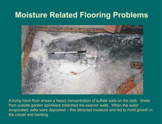 A living room floor shows a heavy concentration of sulfate salts on the slab.  Water from outside garden sprinklers breeched the exterior walls.  When the water evaporated, salts were deposited – this attracted moisture and led to mold growth in the carpet and backing. Moisture Related Flooring Problems 