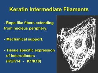 Kerate Interface Barrier function & biomechanical properties of the skin | PPT