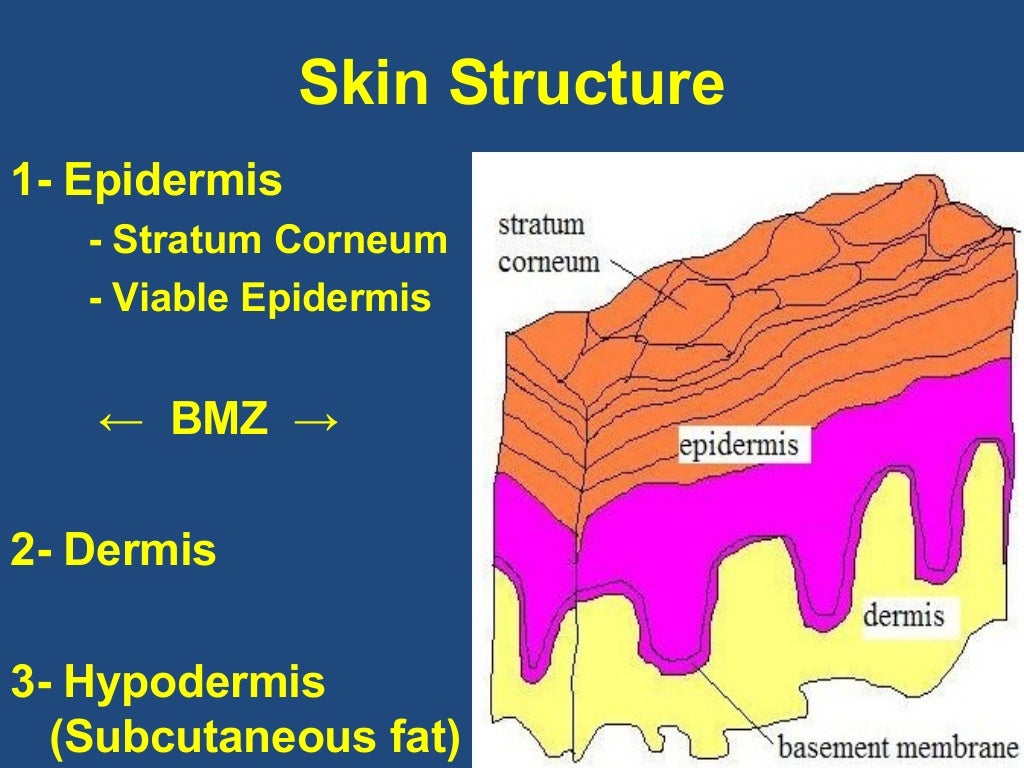 Barrier function & biomechanical properties of the skin