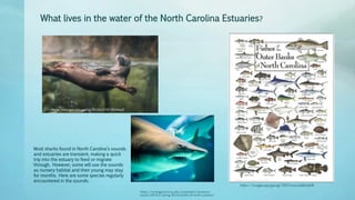What lives in the water of the North Carolina Estuaries?
https://images.app.goo.gl/B1HuQYdE1fKihHoj9
https://images.app.goo.gl/33DTmszu2a8ekAjH8
https://ncseagrant.ncsu.edu/coastwatch/previous-
issues/2014-2/spring-2014/sharks-of-north-carolina/
Most sharks found in North Carolina’s sounds
and estuaries are transient, making a quick
trip into the estuary to feed or migrate
through. However, some will use the sounds
as nursery habitat and their young may stay
for months. Here are some species regularly
encountered in the sounds.
 