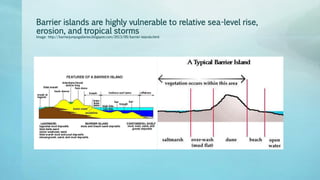 Barrier islands are highly vulnerable to relative sea-level rise,
erosion, and tropical storms
Image: http://barrierjumpsgalleries.blogspot.com/2013/09/barrier-islands.html
 