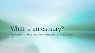 What is an estuary?
An estuary is where fresh river water and salt ocean water
mix.
 