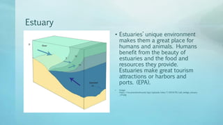 Estuary
• Estuaries’ unique environment
makes them a great place for
humans and animals. Humans
benefit from the beauty of
estuaries and the food and
resources they provide.
Estuaries make great tourism
attractions or harbors and
ports. (EPA).
• Image:
https://rwu.pressbooks.pub/app/uploads/sites/7/2019/05/salt_wedge_estuary
_sm.jpg
 