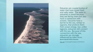 Estuaries are coastal bodies of
water that have mixed fresh
and salty water. The water in
estuaries is mixed because
they are fed by rivers but also
have a connection with
oceans. Estuaries have a
barrier to the sea, similar to
lagoons, that protects them
from ocean energy, but, unlike
lagoons, estuaries still connect
with the sea. Because of this
connection with the sea,
estuaries are strongly
influenced by tides (NOAA).
Barrier Islands Protect Estuaries
Photo : http://barrierjumpsgalleries.blogspot.com/2013/09/barrier-
islands.html
 