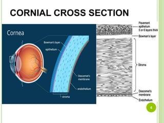 Cornial Shell Barriers and routes of occular drug delivery system | PPTX